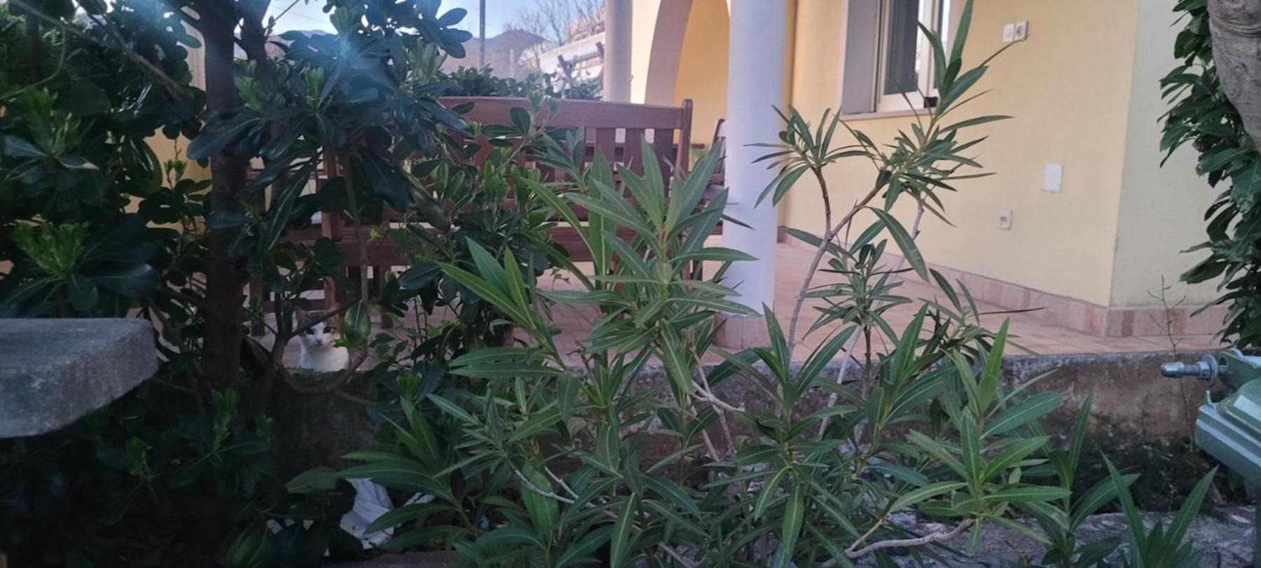 Apartmani Sanja Klenovica Kültér fotó